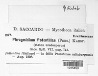 Phragmidium potentillae image